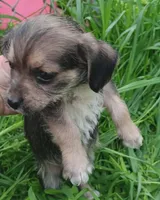 Milo, a male Yorkshire Terrier and Poodle - Miniature  for sale in Richmond City, VA – Photo 2 of 4