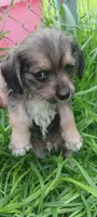Milo, a male Yorkshire Terrier and Poodle - Miniature  for sale in Richmond City, VA – Photo 1 of 4
