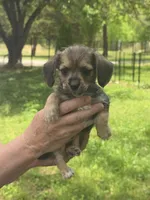 Miniture Milo , a male Yorkshire Terrier and Poodle - Miniature  for sale in Richmond City, VA – Photo 5 of 9