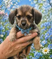 Miniture Milo , a male Yorkshire Terrier and Poodle - Miniature  for sale in Richmond City, VA – Photo 4 of 9