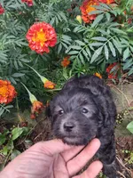 Tucker, a male Goldendoodle for sale in Louisa, VA – 4 of 9