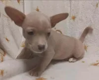 Tito, a male Chihuahua for sale in Louisa, VA – 3 of 3