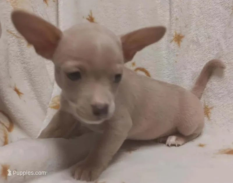 Tito – Chihuahua puppy for sale in Louisa, VA