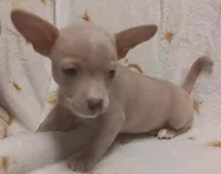 Tito, a male Chihuahua for sale in Louisa, VA – 1 of 3