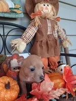 Peanut micro tiny, a male Chihuahua for sale in Louisa, VA – 5 of 5