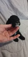 Precious , a female Poodle - Miniature  for sale in Richmond City, VA – Photo 2 of 4