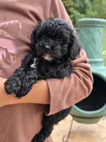 Precious , a female Poodle - Miniature  for sale in Richmond City, VA – Photo 1 of 4