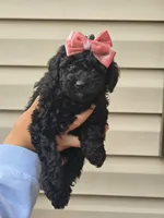 Lady, a female Miniature Goldendoodle for sale in Richmond City, VA – Photo 2 of 2