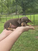 Sheba Tea Cup, a female Chihuahua and Yorkshire Terrier for sale in Louisa, VA – 2 of 7
