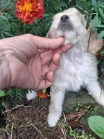 Talulah , a female Goldendoodle for sale in Louisa, VA – 7 of 10