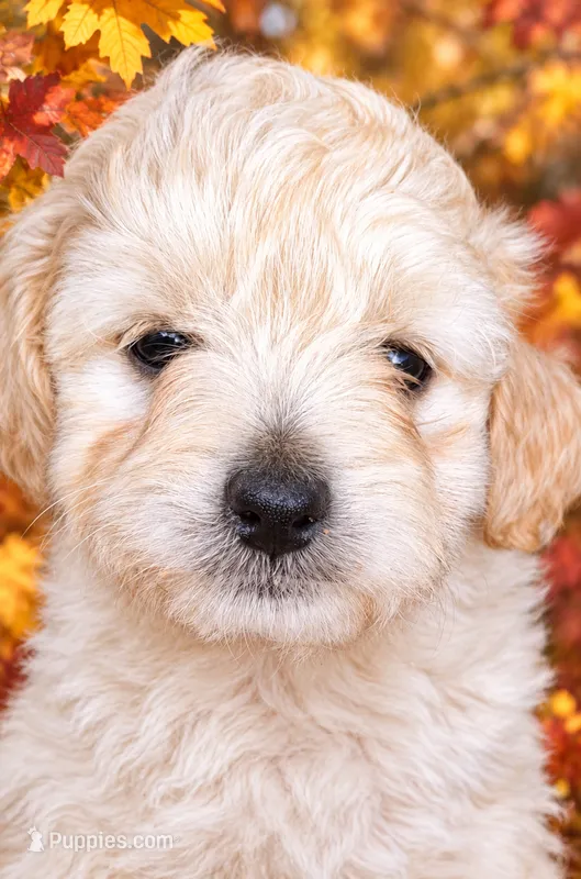 Peaches Minature female – Miniature Goldendoodle puppy for sale in Louisa, VA
