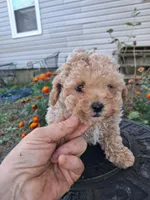 Precious, Apricot toy poodle, a female Poodle - Miniature  for sale in Louisa, VA – 2 of 6