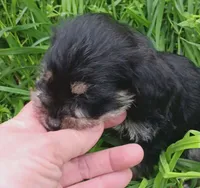Prince, a male Yorkshire Terrier for sale in Richmond City, VA – Photo 3 of 5