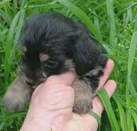 Prince, a male Yorkshire Terrier for sale in Richmond City, VA – Photo 2 of 5