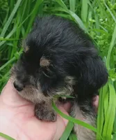 Prince, a male Yorkshire Terrier for sale in Richmond City, VA – Photo 5 of 5