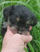 Prince, a male Yorkshire Terrier for sale in Richmond City, VA – Photo 4 of 5