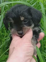 Prince, a male Yorkshire Terrier for sale in Richmond City, VA – Photo 1 of 5