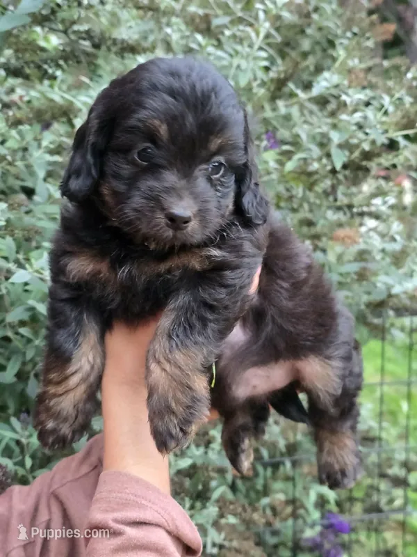 Prince, a male Goldendoodle for sale in Richmond City, VA – Photo 1 of 1