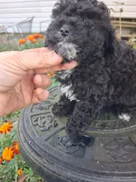 Midnight toy poodle, a male Poodle - Miniature  for sale in Louisa, VA – 6 of 6