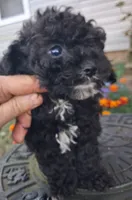 Midnight toy poodle, a male Poodle - Miniature  for sale in Louisa, VA – 3 of 6