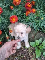 Talulah , a female Goldendoodle for sale in Louisa, VA – 2 of 10