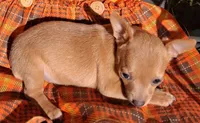 Peanut micro tiny, a male Chihuahua for sale in Louisa, VA – 3 of 5