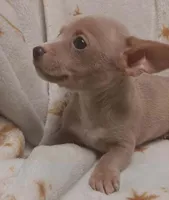 Monty, a male Chihuahua for sale in Richmond City, VA – Photo 2 of 5