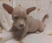 Monty, a male Chihuahua for sale in Richmond City, VA – Photo 1 of 5