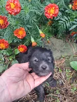 Tucker, a male Goldendoodle for sale in Louisa, VA – 3 of 9