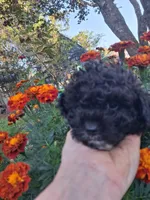 Princess silver girl, a female Miniature Goldendoodle for sale in Louisa, VA – 6 of 6