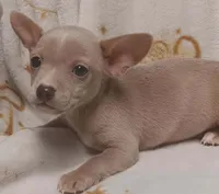 Tito, a male Chihuahua for sale in Louisa, VA – 2 of 3
