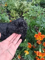 Princess, a female Goldendoodle for sale in Louisa, VA – 3 of 5