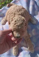 fancy, a female Poodle - Miniature  for sale in Richmond City, VA – 7 of 10