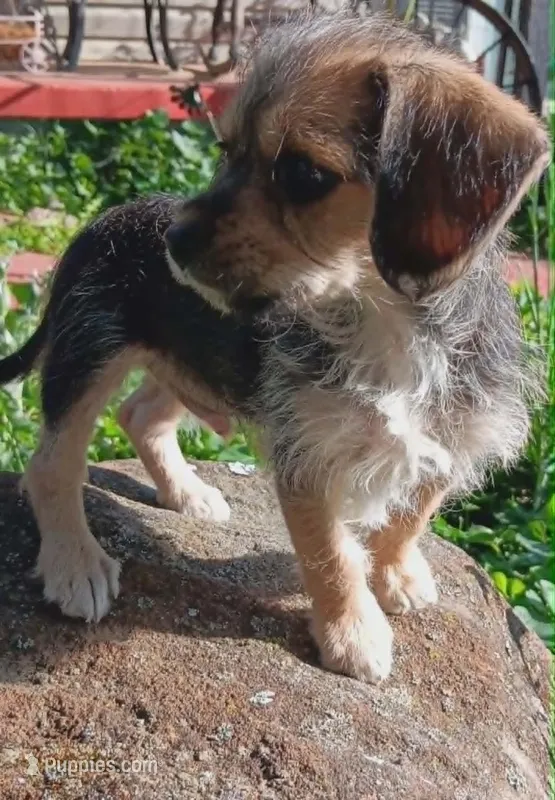 Tucker, a male Yorkipoo for sale in Richmond City, VA – 1 of 10