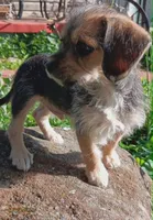 Tucker, a male Yorkipoo for sale in Richmond City, VA – 1 of 10