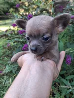 Chico tiny male, a male Pomchi for sale in Louisa, VA – 7 of 7