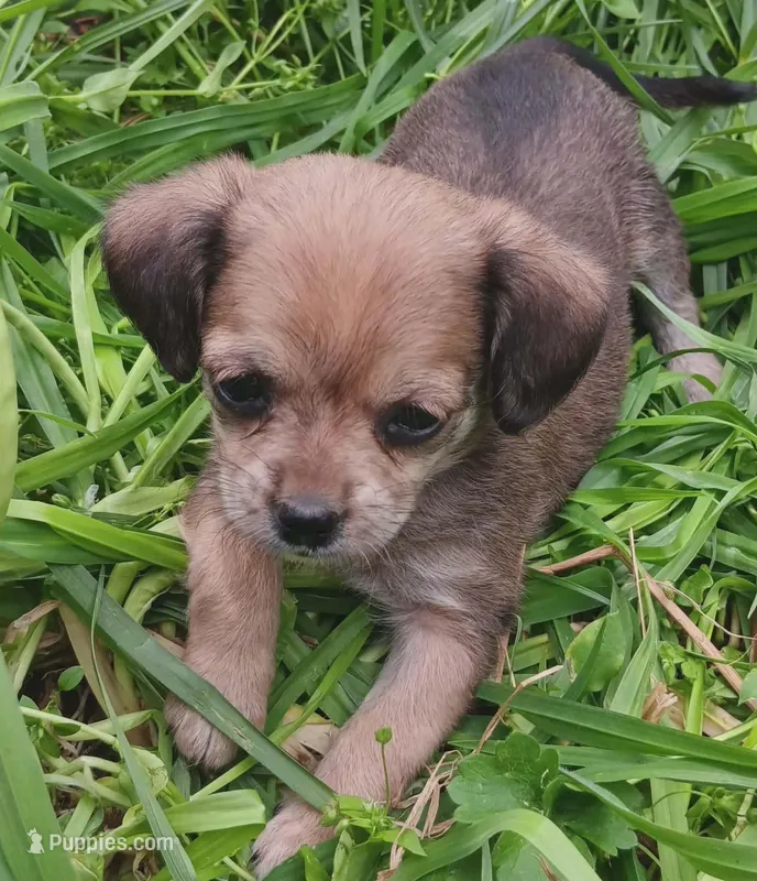 Princess  – Yorkshire Terrier, Poodle - Miniature  puppy for sale in Richmond City, VA