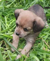 Princess , a male Yorkshire Terrier and Poodle - Miniature  for sale in Richmond City, VA – Photo 3 of 3
