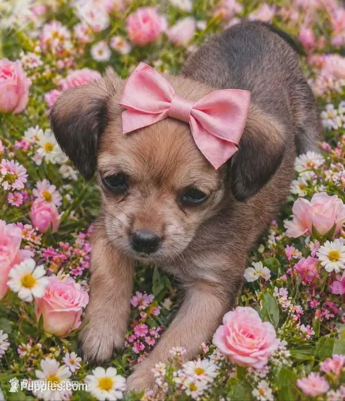  Tiny Princess  – Yorkipoo puppy for sale in Richmond City, VA