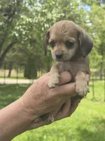  Tiny Princess , a male Yorkshire Terrier and Poodle - Toy  for sale in Richmond City, VA – Photo 5 of 5