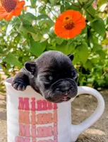 Tank, a male French Bulldog for sale in Louisa, VA – 2 of 2