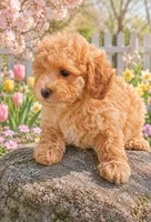 fancy, a female Poodle - Miniature  for sale in Richmond City, VA – 10 of 10