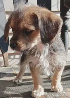 Tucker, a male Yorkipoo for sale in Richmond City, VA – 4 of 10