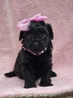 Lilly, a female Miniature Goldendoodle for sale in Richmond City, VA – Photo 1 of 7