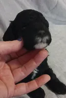 Lilly, a female Miniature Goldendoodle for sale in Richmond City, VA – Photo 4 of 7