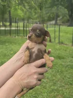 Sheba Tea Cup, a female Chihuahua and Yorkshire Terrier for sale in Louisa, VA – 5 of 7