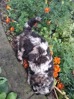 Tallahassee, a female Goldendoodle for sale in Louisa, VA – 3 of 5