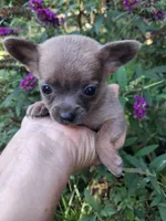 Chico tiny male, a male Pomchi for sale in Louisa, VA – 5 of 7