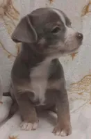 Milo, a male Chihuahua for sale in Richmond City, VA – Photo 3 of 9