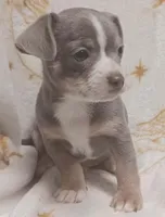 Milo, a male Chihuahua for sale in Richmond City, VA – Photo 4 of 9